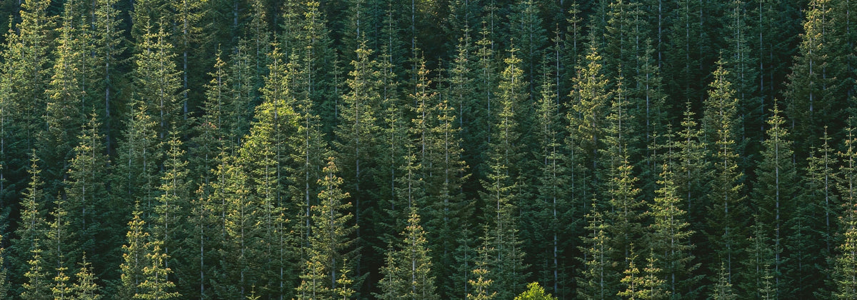 Niyok Nachhaltigkeit Tipps umweltfreundlich