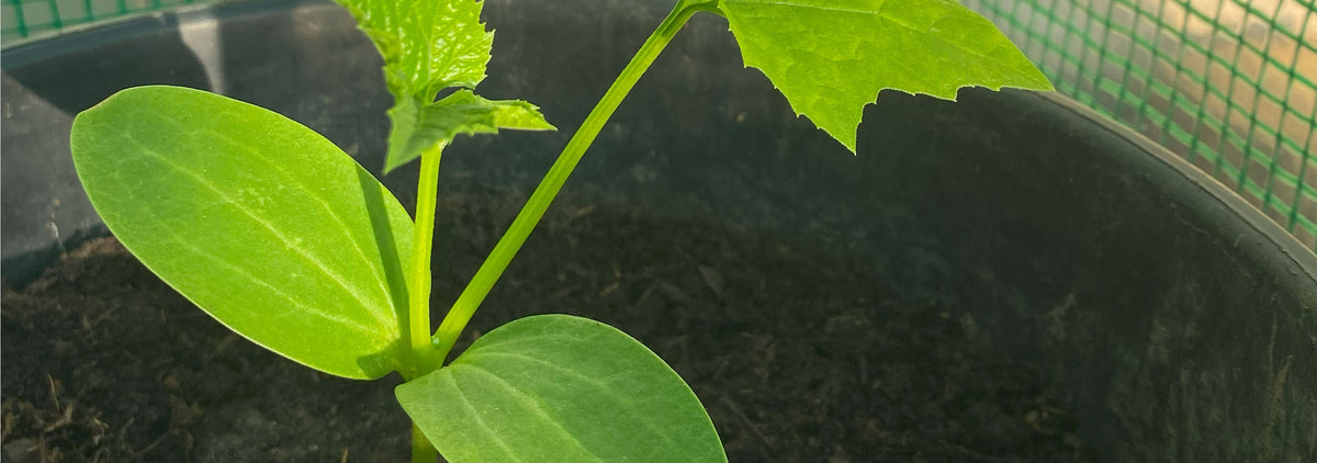 Kleine Luffapflanze, aus der bald Luffaschwämme werden